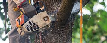 Best Hazardous Tree Removal  in Maysville, GA