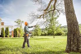 Best Tree Cabling and Bracing  in Maysville, GA