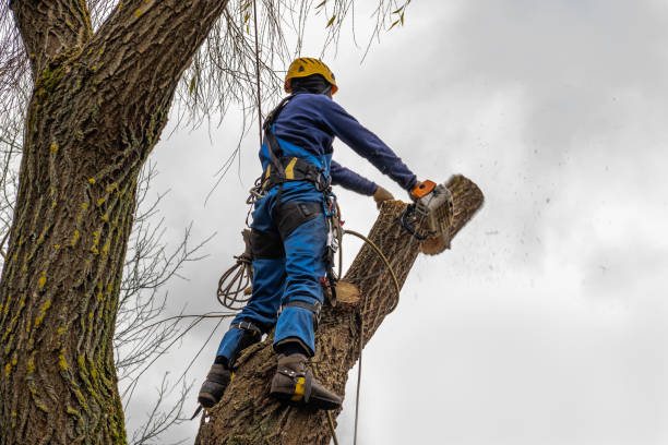 Best Tree Maintenance Programs  in Maysville, GA