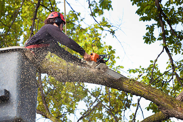 Best Tree Removal  in Maysville, GA